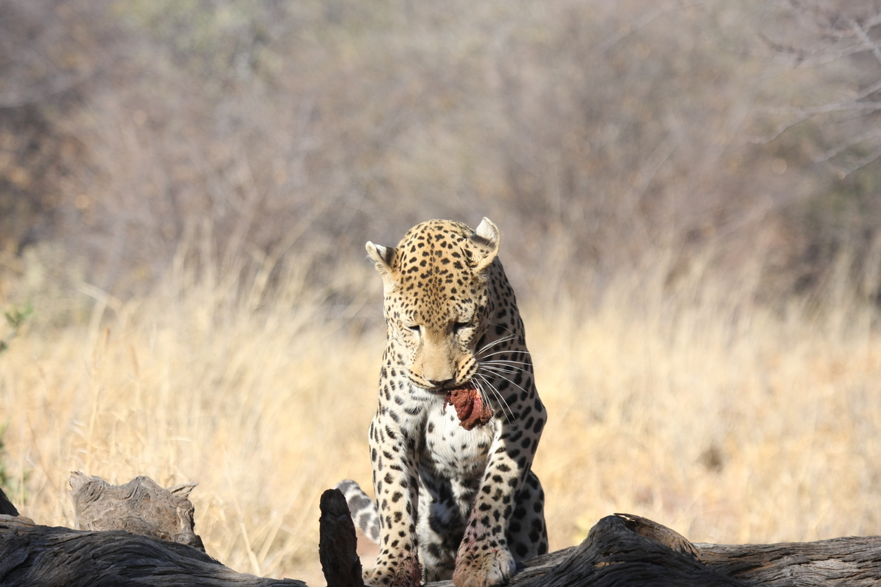 [5838] 2016_06_23_10_26_58_Africa_Canon_EOS_40D_IMG__08544.jpg