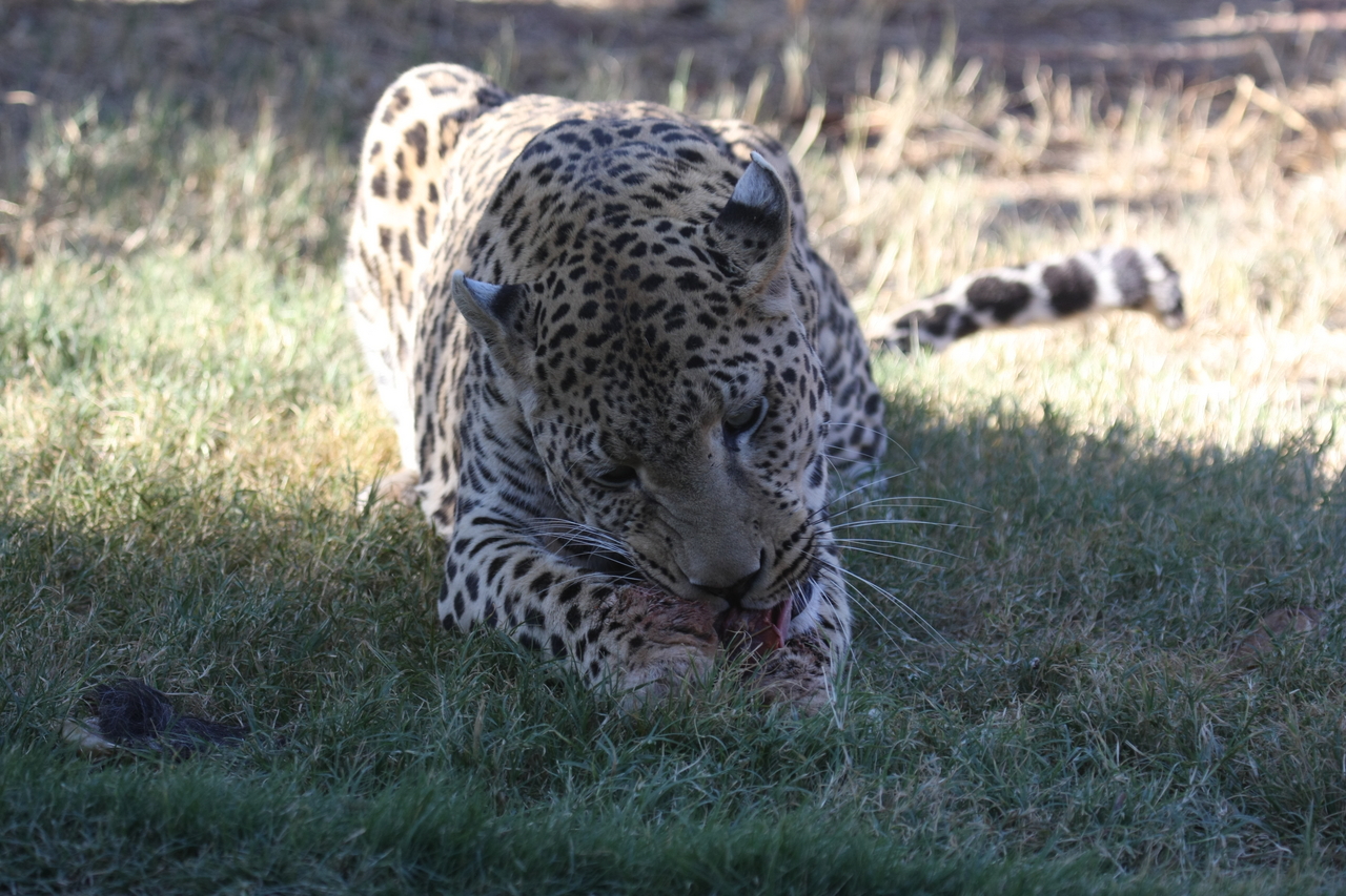 [5871] 2016_06_23_10_27_23_Africa_Canon_EOS_40D_IMG__01109.jpg