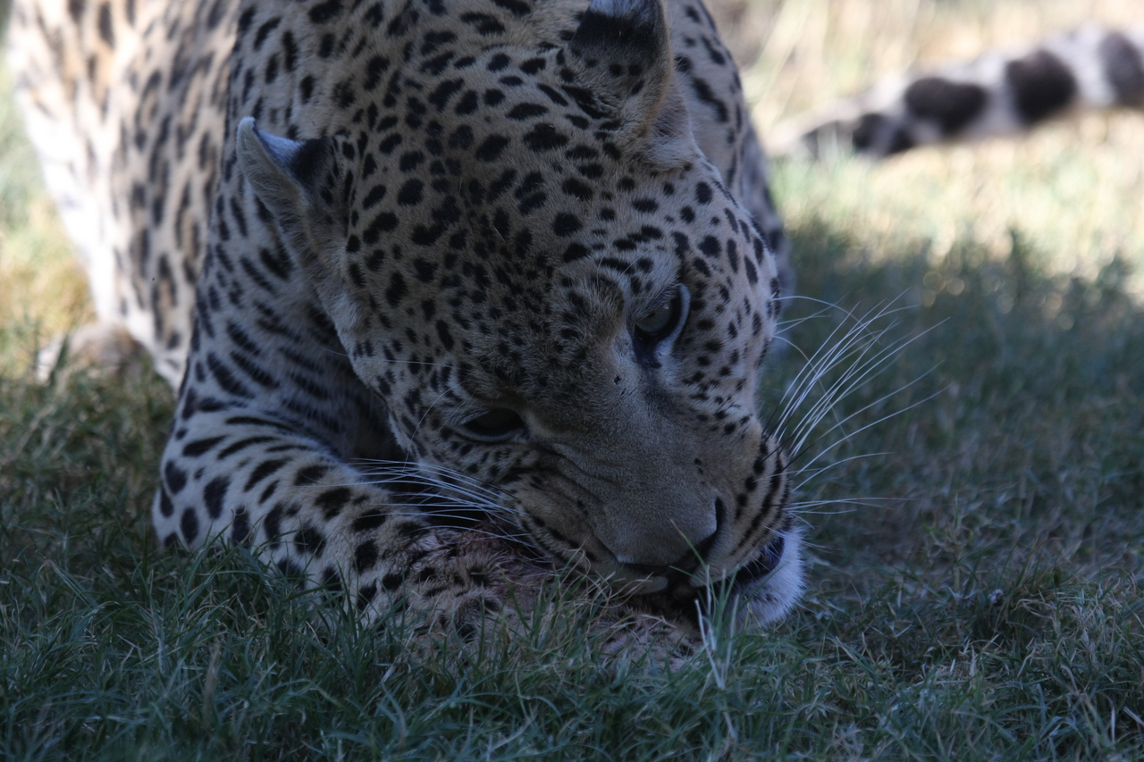 [5876] 2016_06_23_10_27_27_Africa_Canon_EOS_40D_IMG__01111.jpg