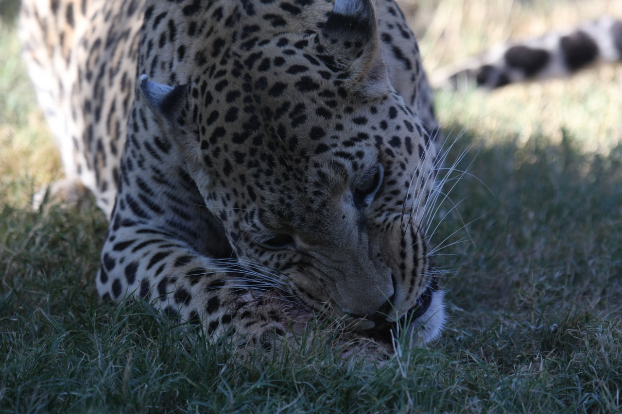 [5877] 2016_06_23_10_27_27_Africa_Canon_EOS_40D_IMG__08557.jpg