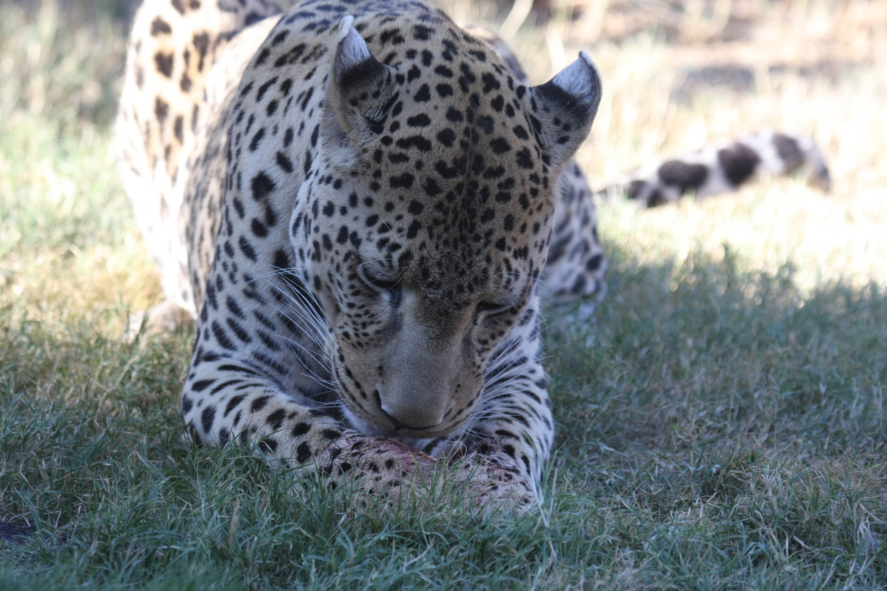 [5906] 2016_06_23_10_27_42_Africa_Canon_EOS_40D_IMG__00287.jpg