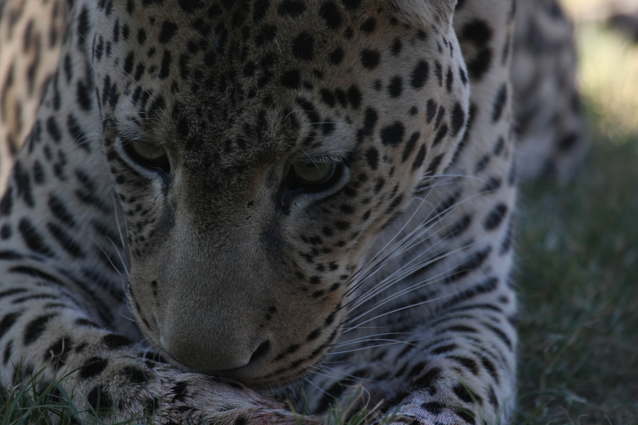 [5949] 2016_06_23_10_27_53_Africa_Canon_EOS_40D_IMG__08581.jpg
