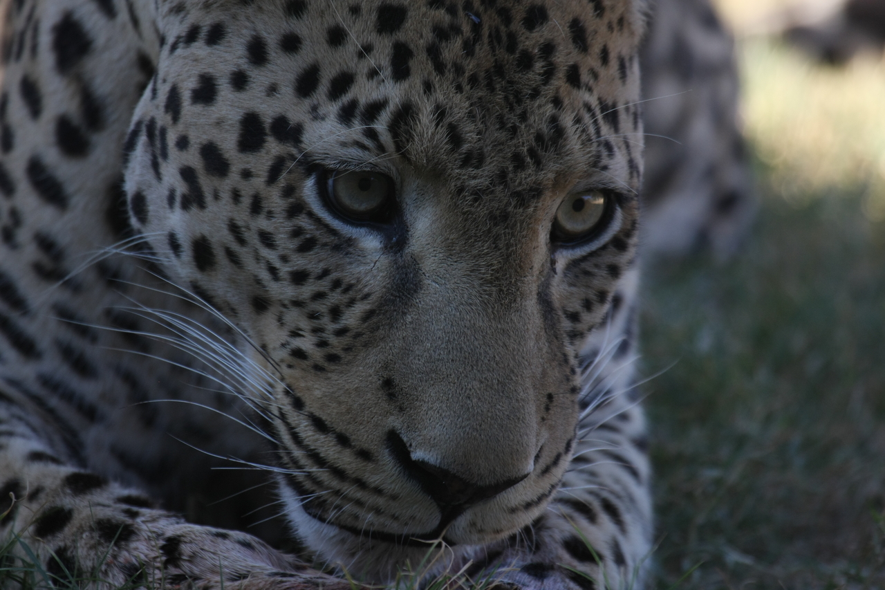 [5952] 2016_06_23_10_27_54_Africa_Canon_EOS_40D_IMG__01135.jpg