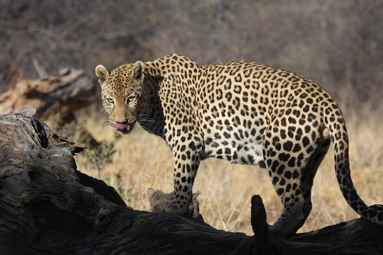 [5962] 2016_06_23_10_28_58_Africa_Canon_EOS_40D_IMG__00305.jpg