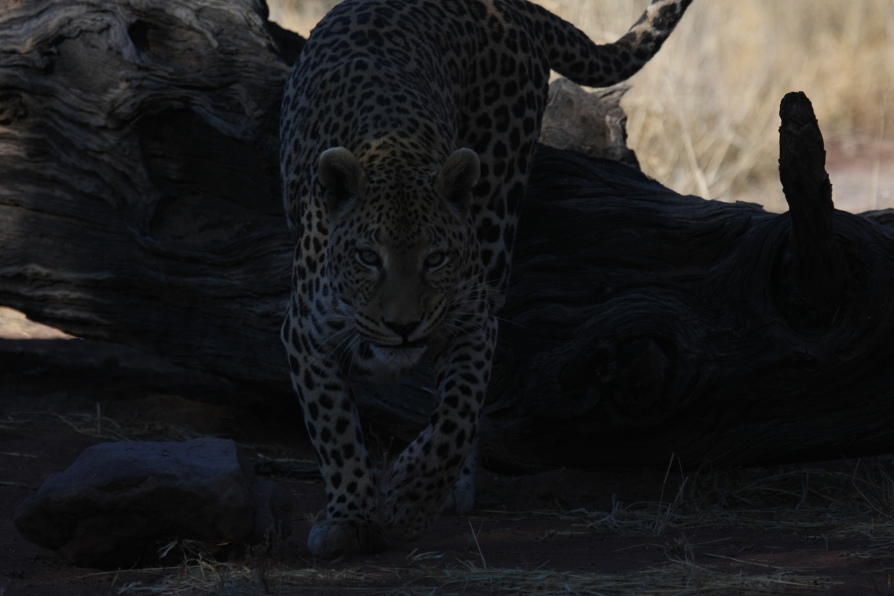 [5972] 2016_06_23_10_29_02_Africa_Canon_EOS_40D_IMG__08588.jpg