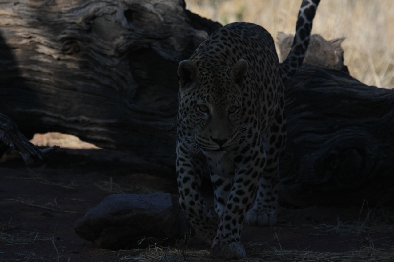 [5977] 2016_06_23_10_29_03_Africa_Canon_EOS_40D_IMG__08589.jpg