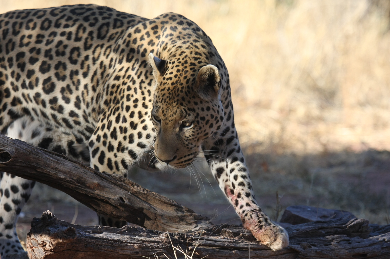 [5982] 2016_06_23_10_29_17_Africa_Canon_EOS_40D_IMG__01144.jpg