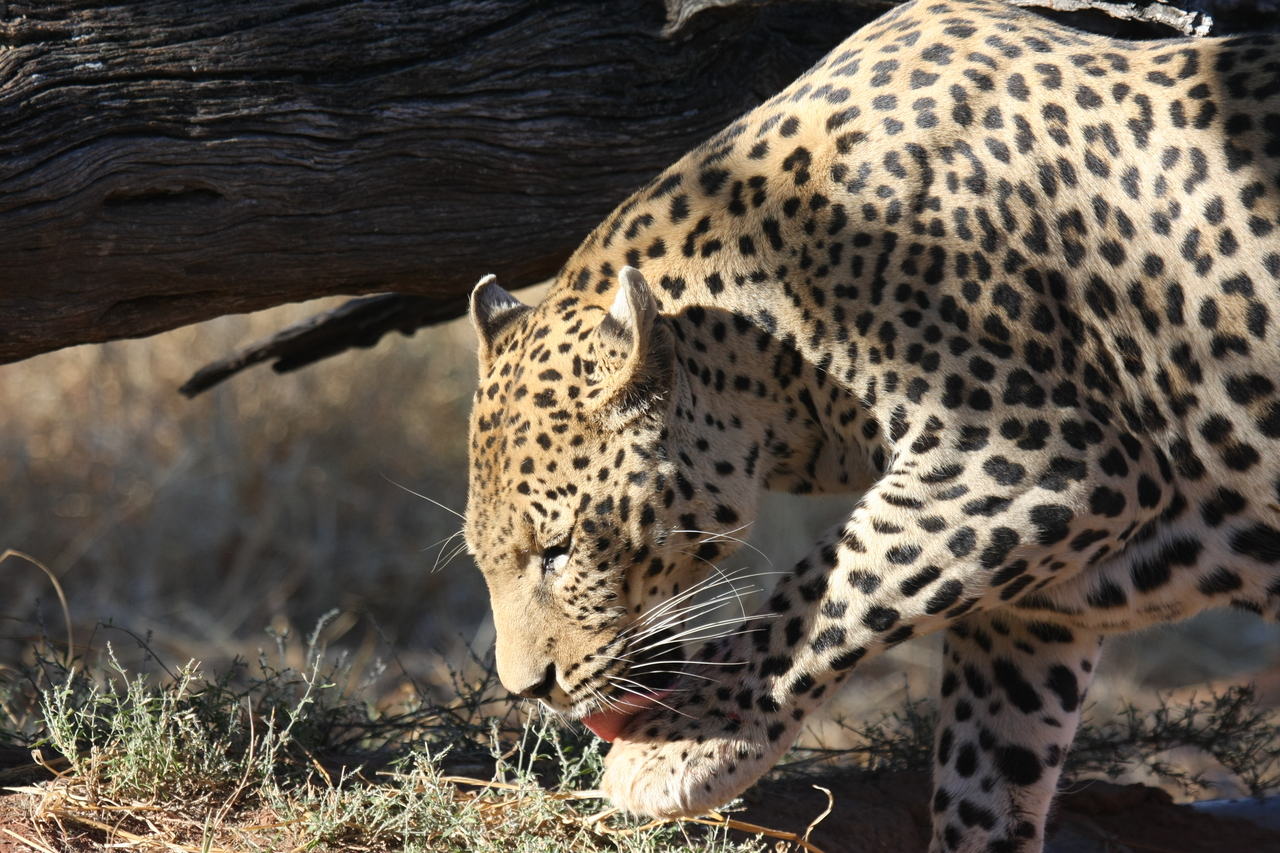 [5993] 2016_06_23_10_29_30_Africa_Canon_EOS_40D_IMG__08593.jpg