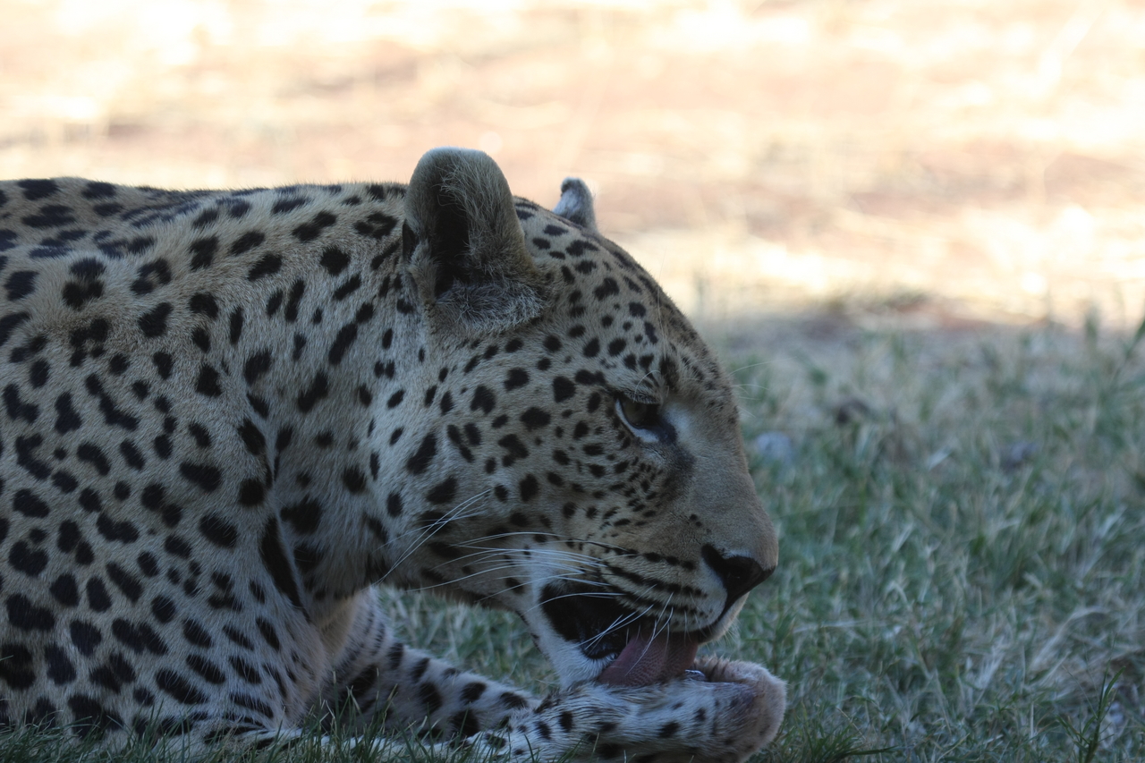 [6054] 2016_06_23_10_31_52_Africa_Canon_EOS_40D_IMG__01155.jpg