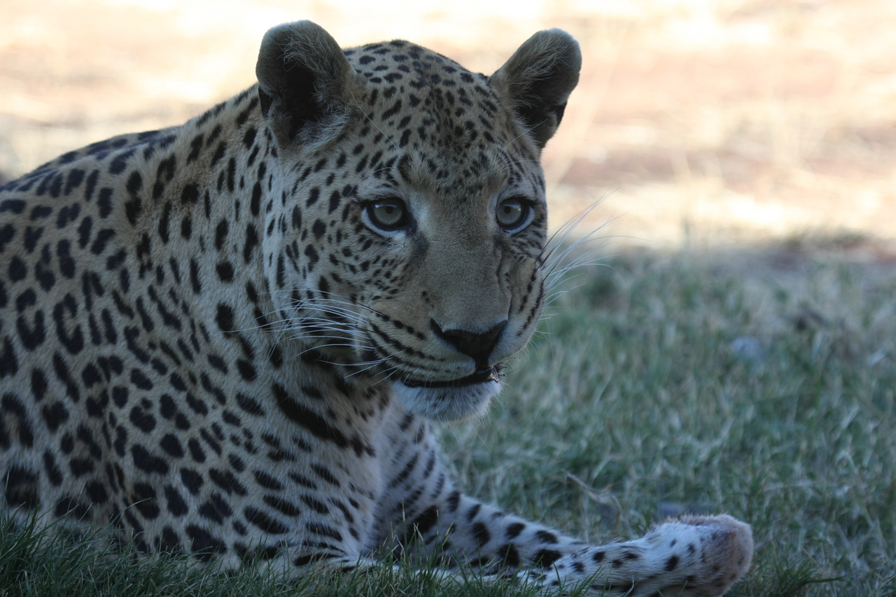 [6075] 2016_06_23_10_32_07_Africa_Canon_EOS_40D_IMG__08607.jpg