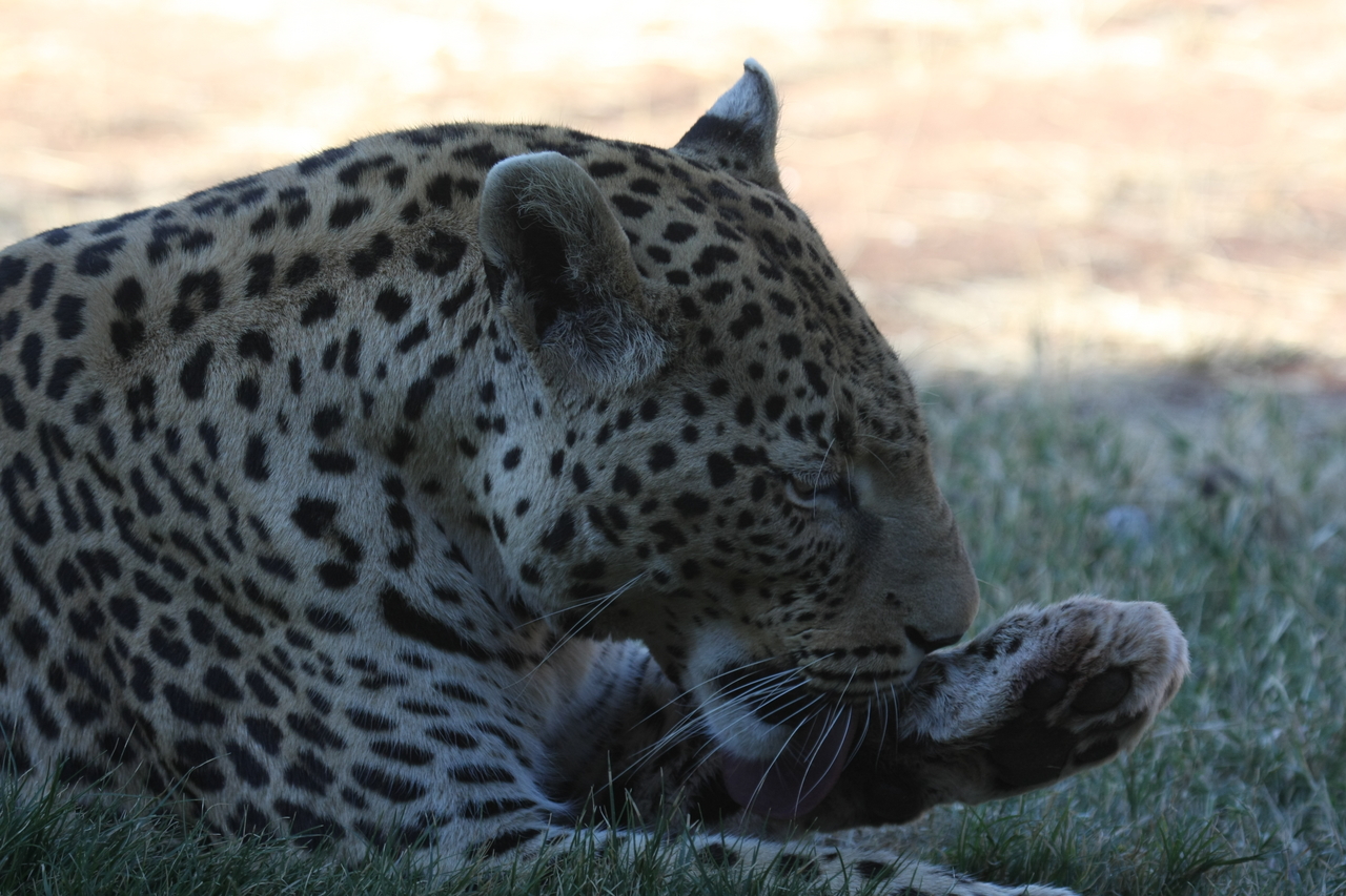 [6078] 2016_06_23_10_32_09_Africa_Canon_EOS_40D_IMG__01162.jpg
