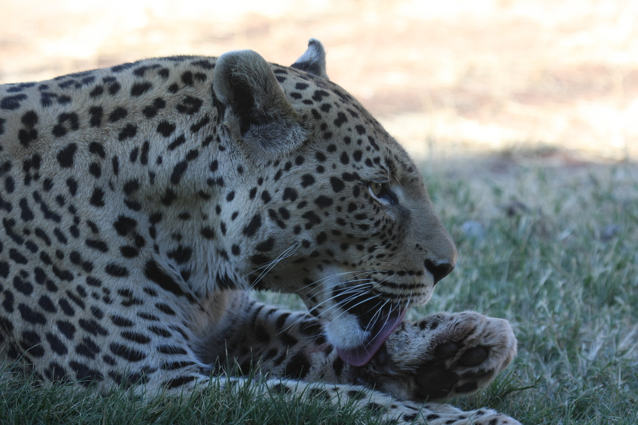 [6080] 2016_06_23_10_32_16_Africa_Canon_EOS_40D_IMG__00329.jpg