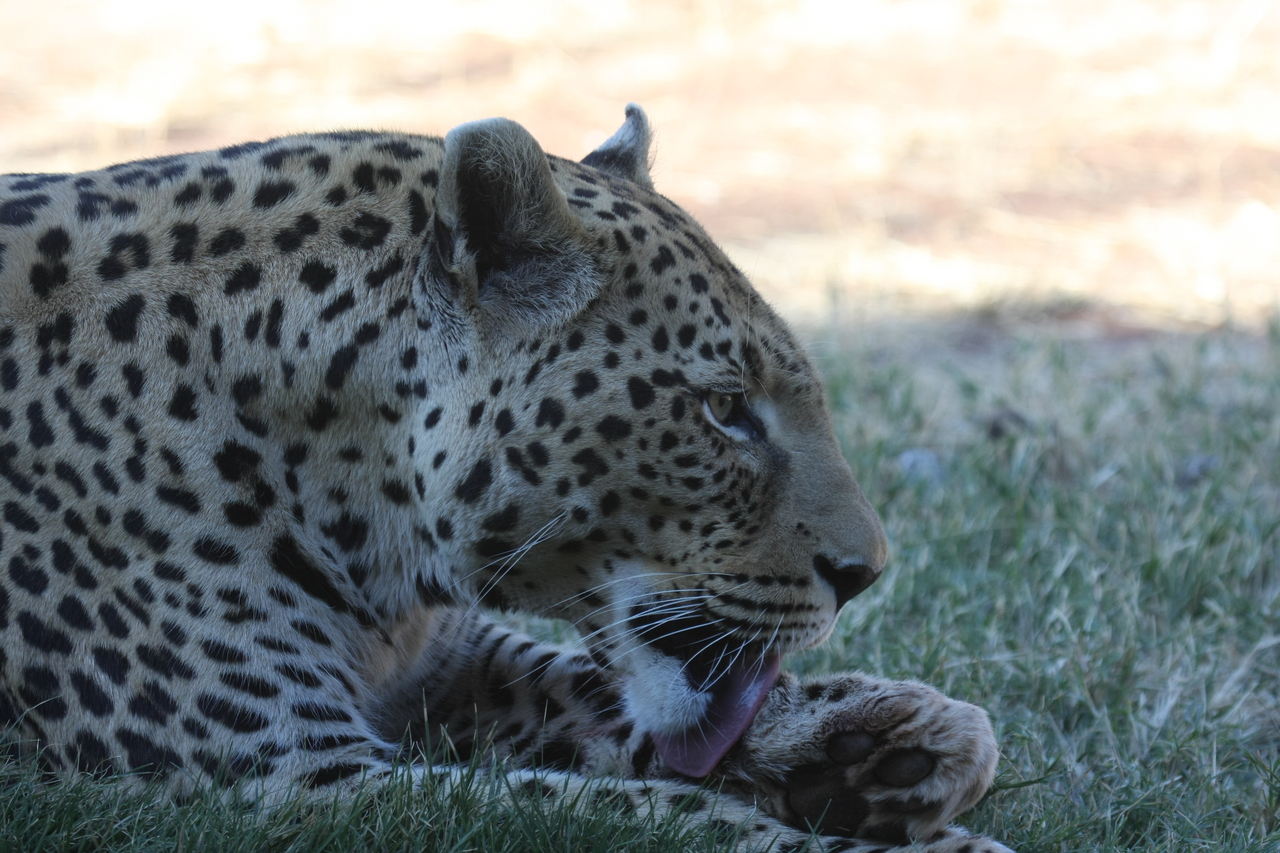 [6089] 2016_06_23_10_32_19_Africa_Canon_EOS_40D_IMG__00332.jpg