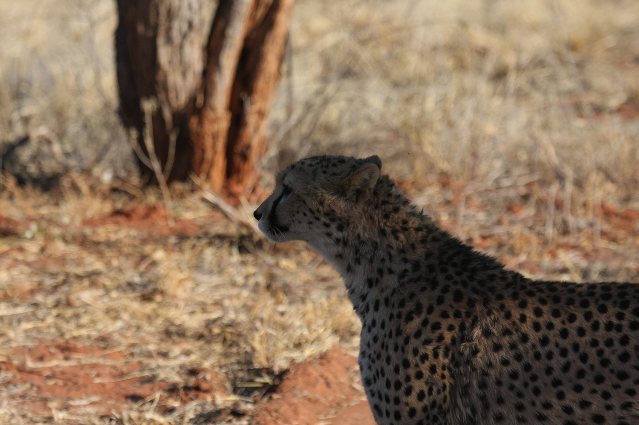 [6233] 2016_06_23_10_43_52_Africa_Canon_EOS_40D_IMG__01169.jpg
