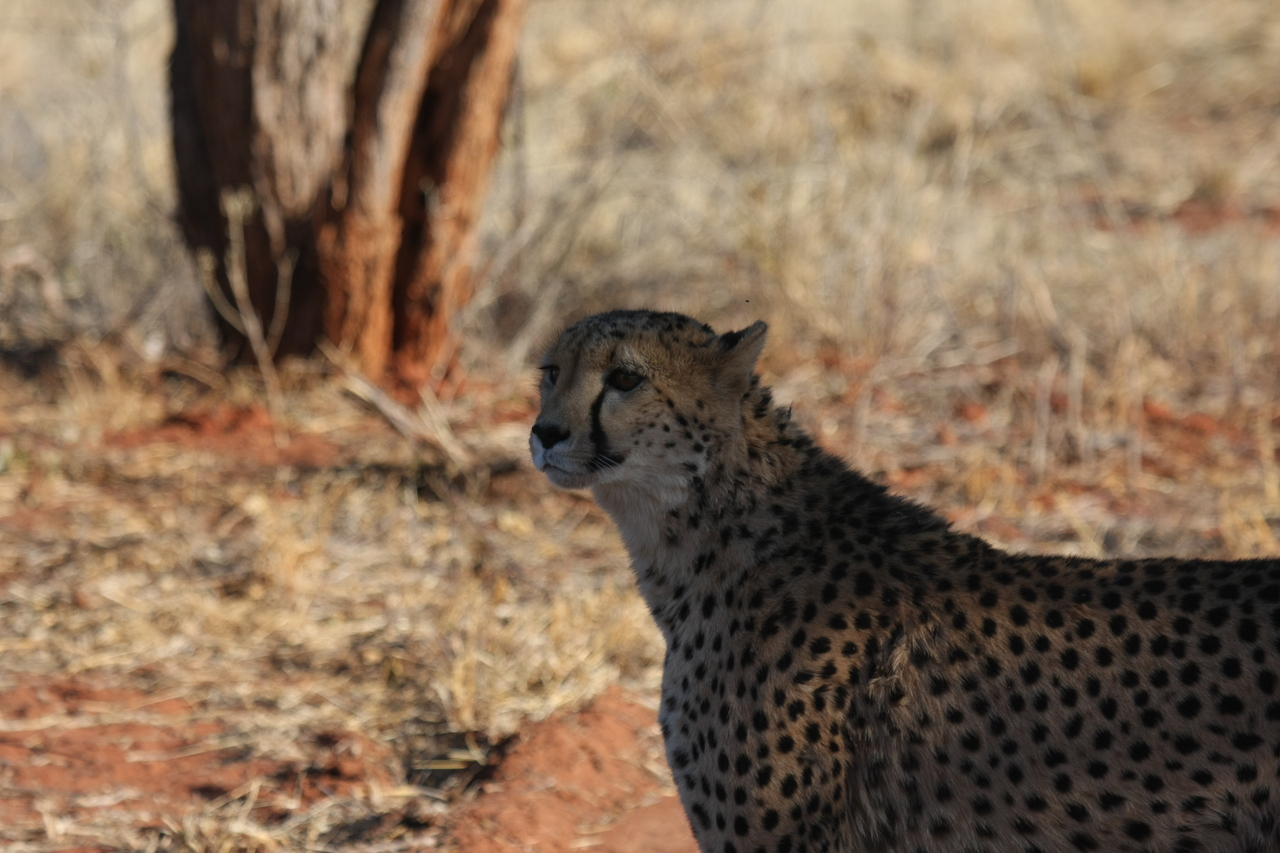 [6240] 2016_06_23_10_43_54_Africa_Canon_EOS_40D_IMG__08618.jpg