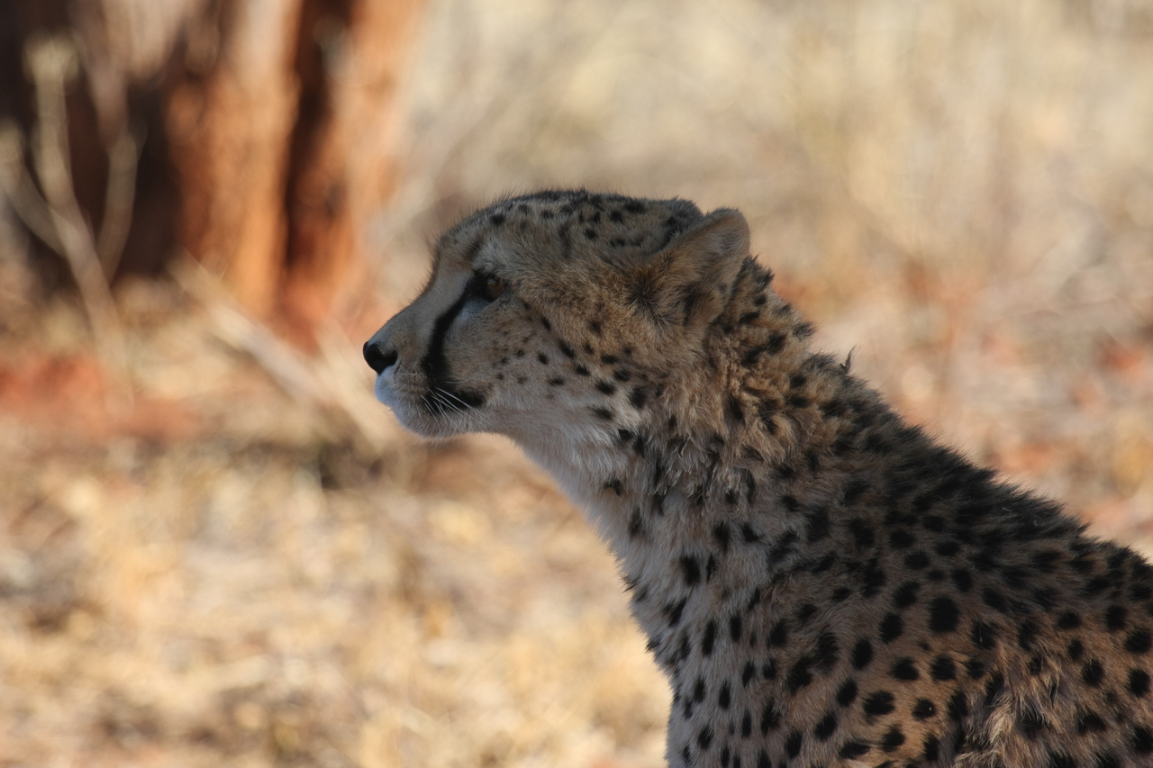 [6243] 2016_06_23_10_44_05_Africa_Canon_EOS_40D_IMG__00338.jpg