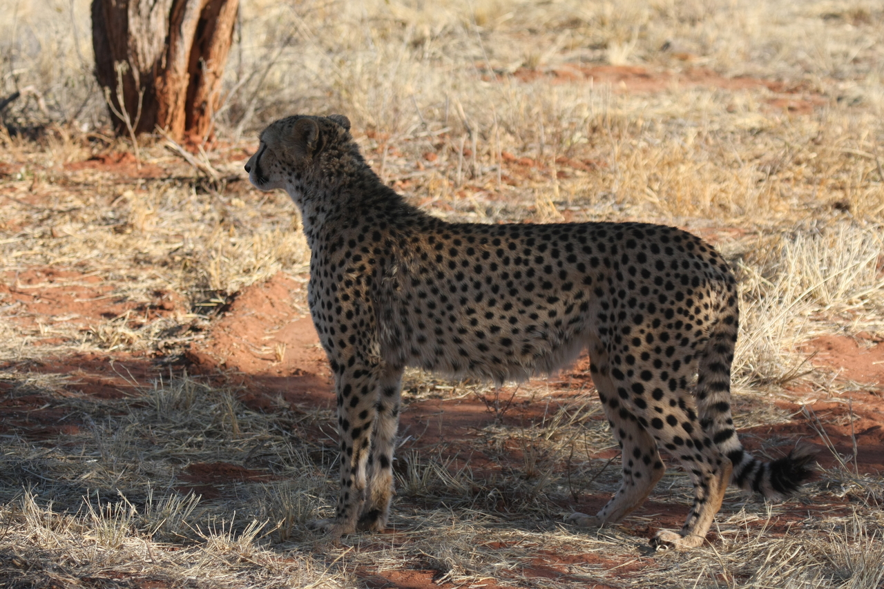[6254] 2016_06_23_10_44_20_Africa_Canon_EOS_40D_IMG__00341.jpg
