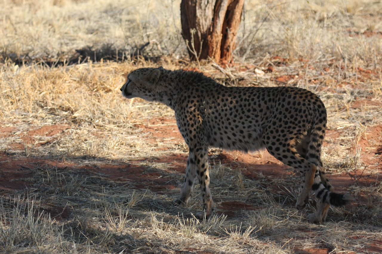 [6260] 2016_06_23_10_44_24_Africa_Canon_EOS_40D_IMG__00343.jpg