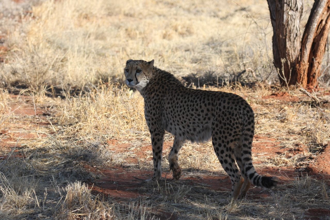 [6263] 2016_06_23_10_44_26_Africa_Canon_EOS_40D_IMG__00344.jpg