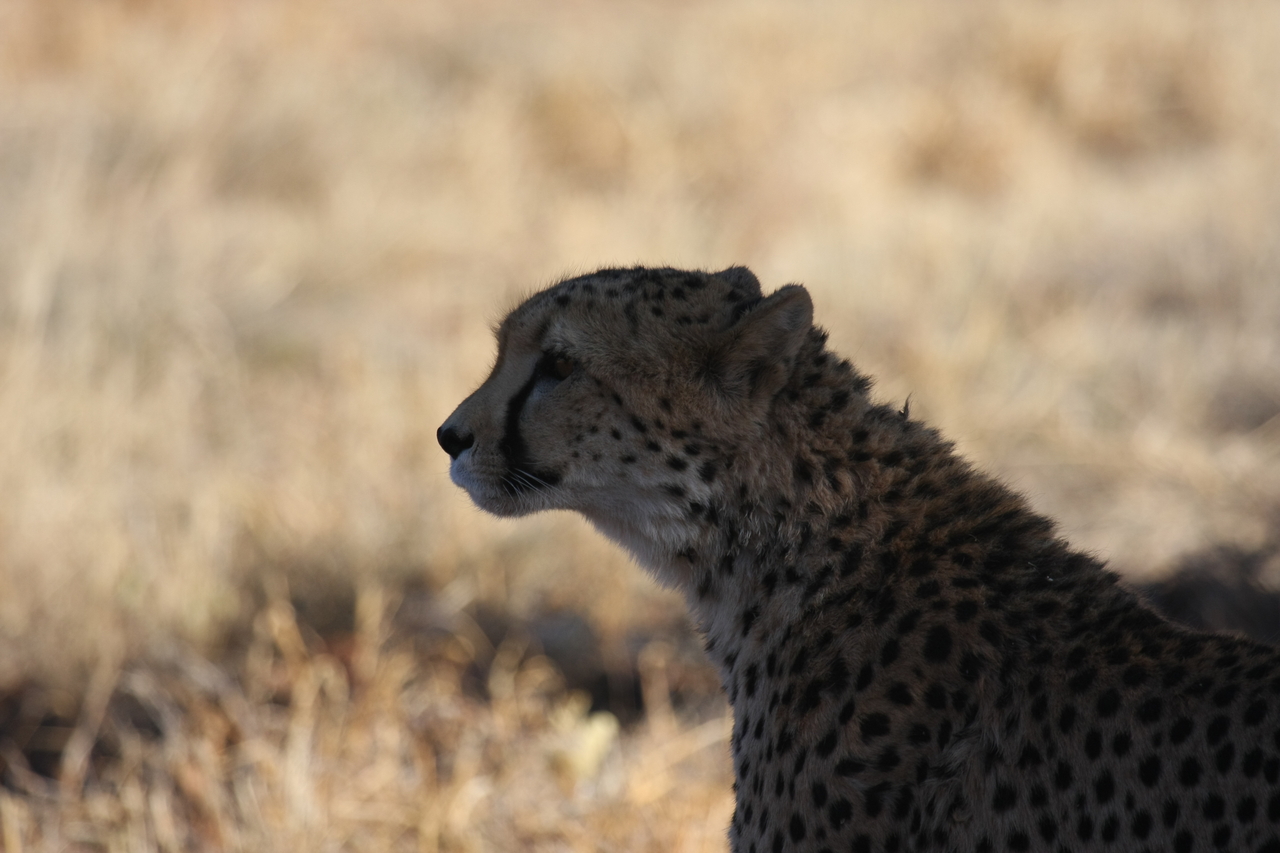[6335] 2016_06_23_10_45_57_Africa_Canon_EOS_40D_IMG__08641.jpg