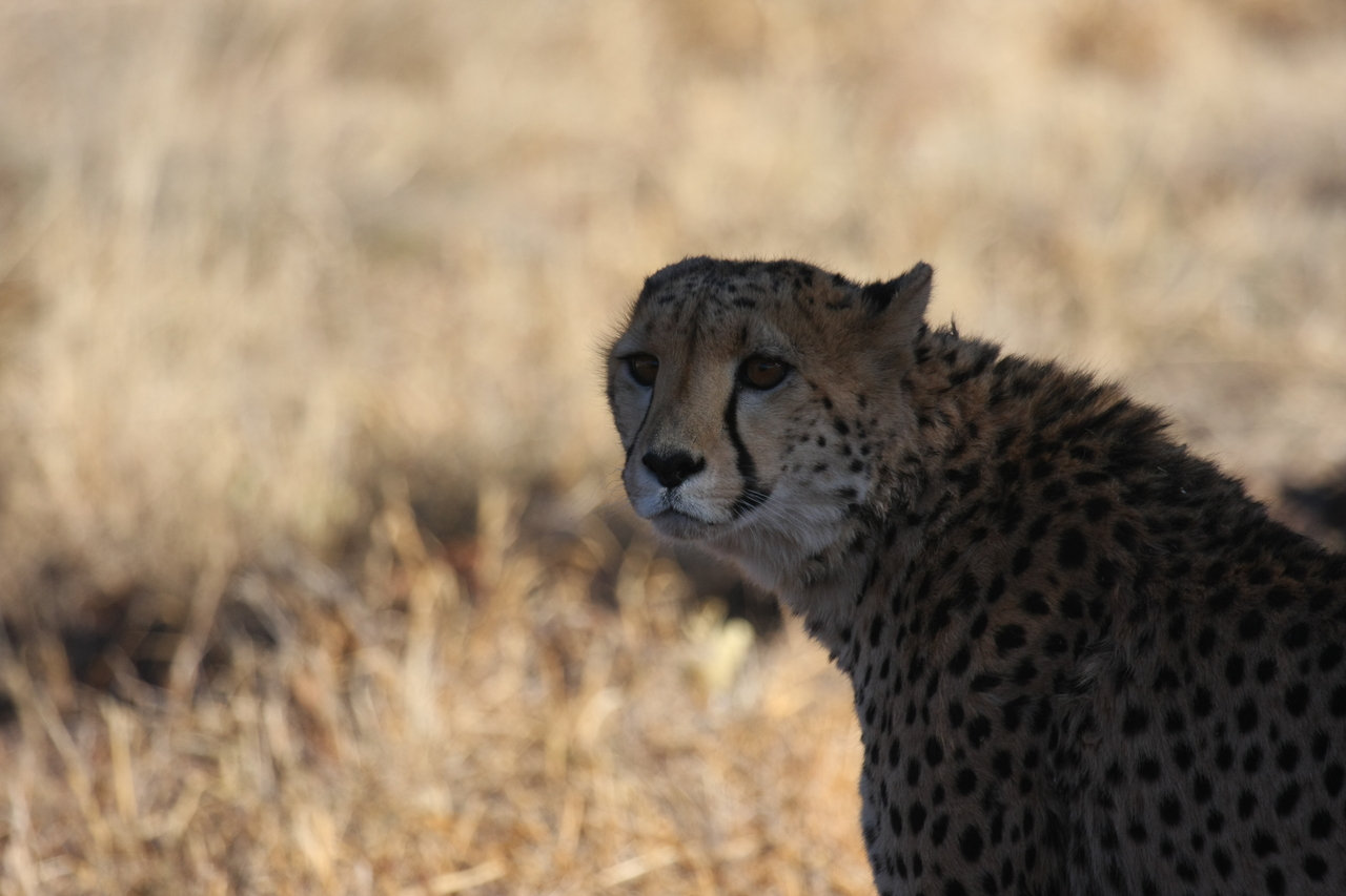 [6348] 2016_06_23_10_46_06_Africa_Canon_EOS_40D_IMG__08646.jpg