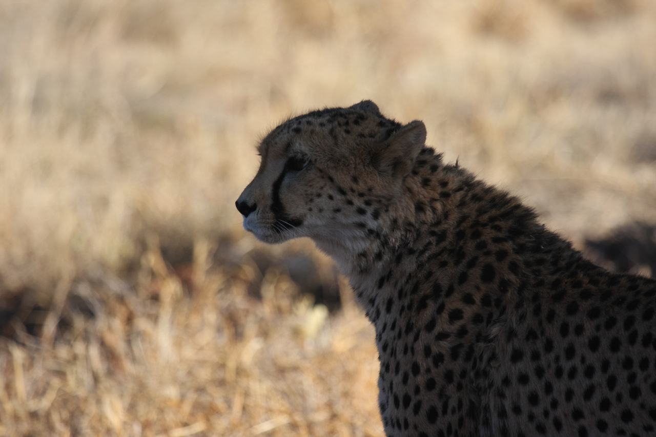 [6372] 2016_06_23_10_46_10_Africa_Canon_EOS_40D_IMG__01208.jpg