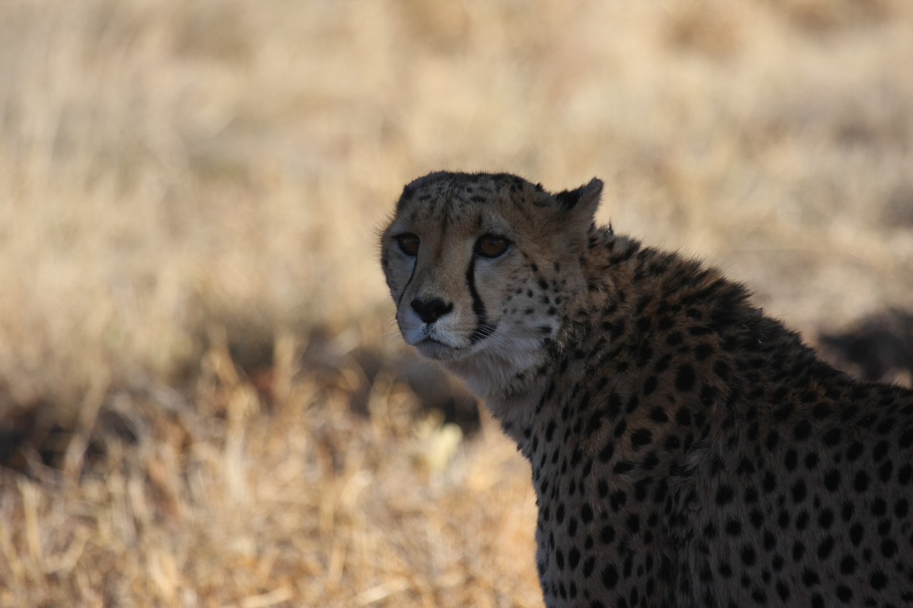 [6374] 2016_06_23_10_46_10_Africa_Canon_EOS_40D_IMG__08654.jpg