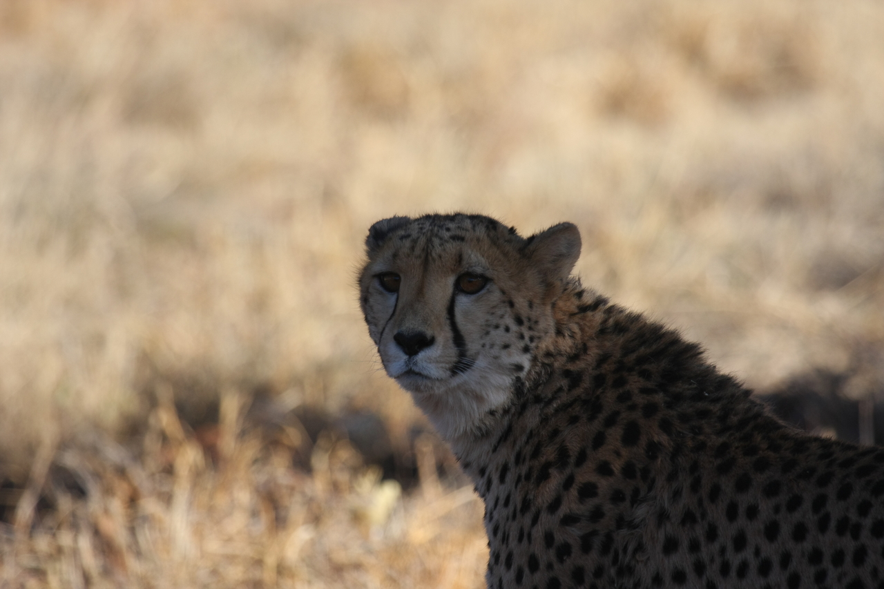 [6377] 2016_06_23_10_46_56_Africa_Canon_EOS_40D_IMG__00376.jpg