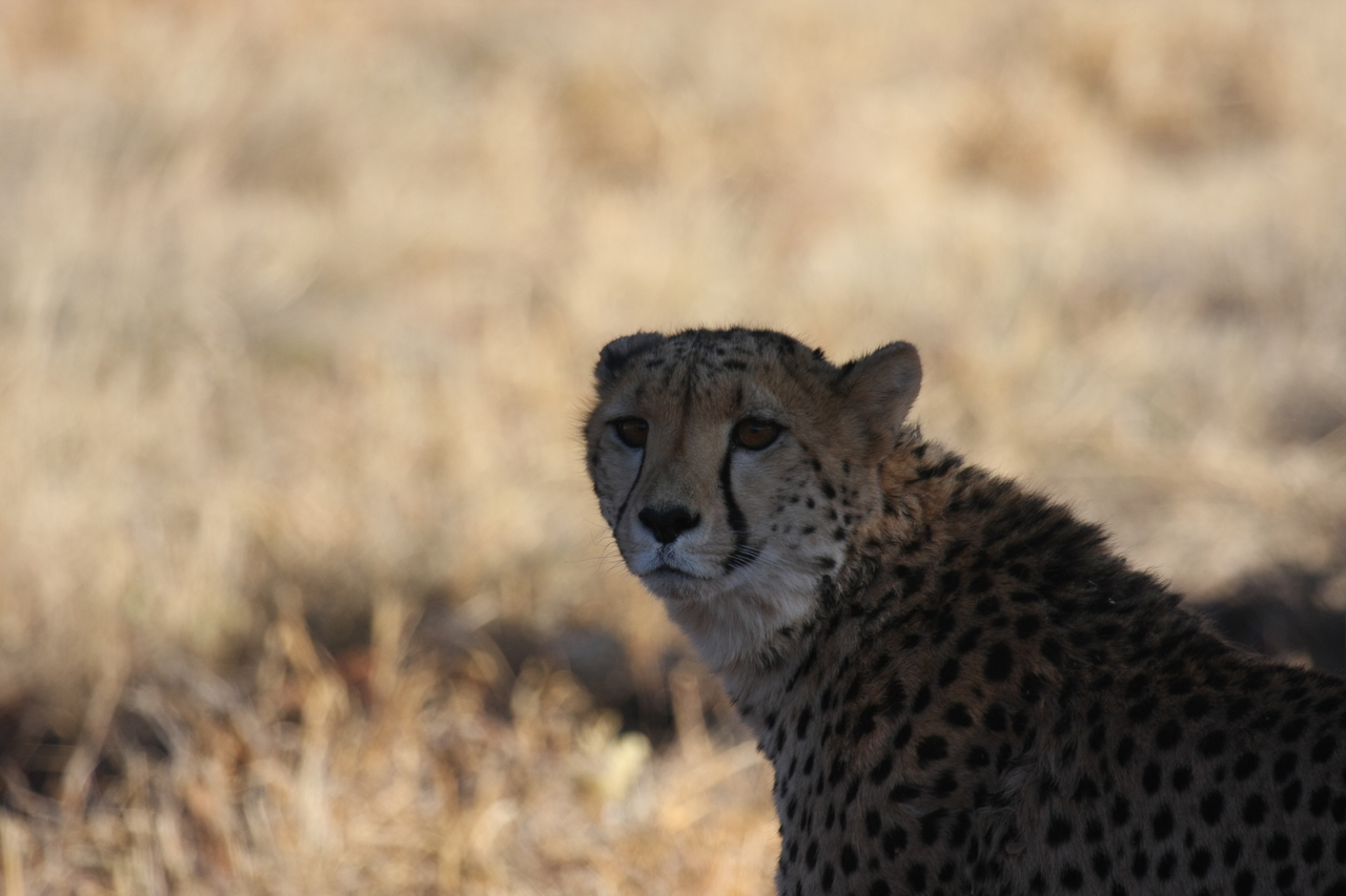 [6378] 2016_06_23_10_46_56_Africa_Canon_EOS_40D_IMG__00377.jpg