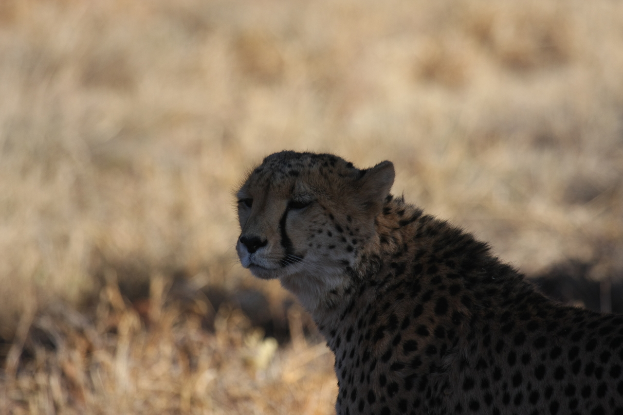 [6389] 2016_06_23_10_46_58_Africa_Canon_EOS_40D_IMG__08659.jpg