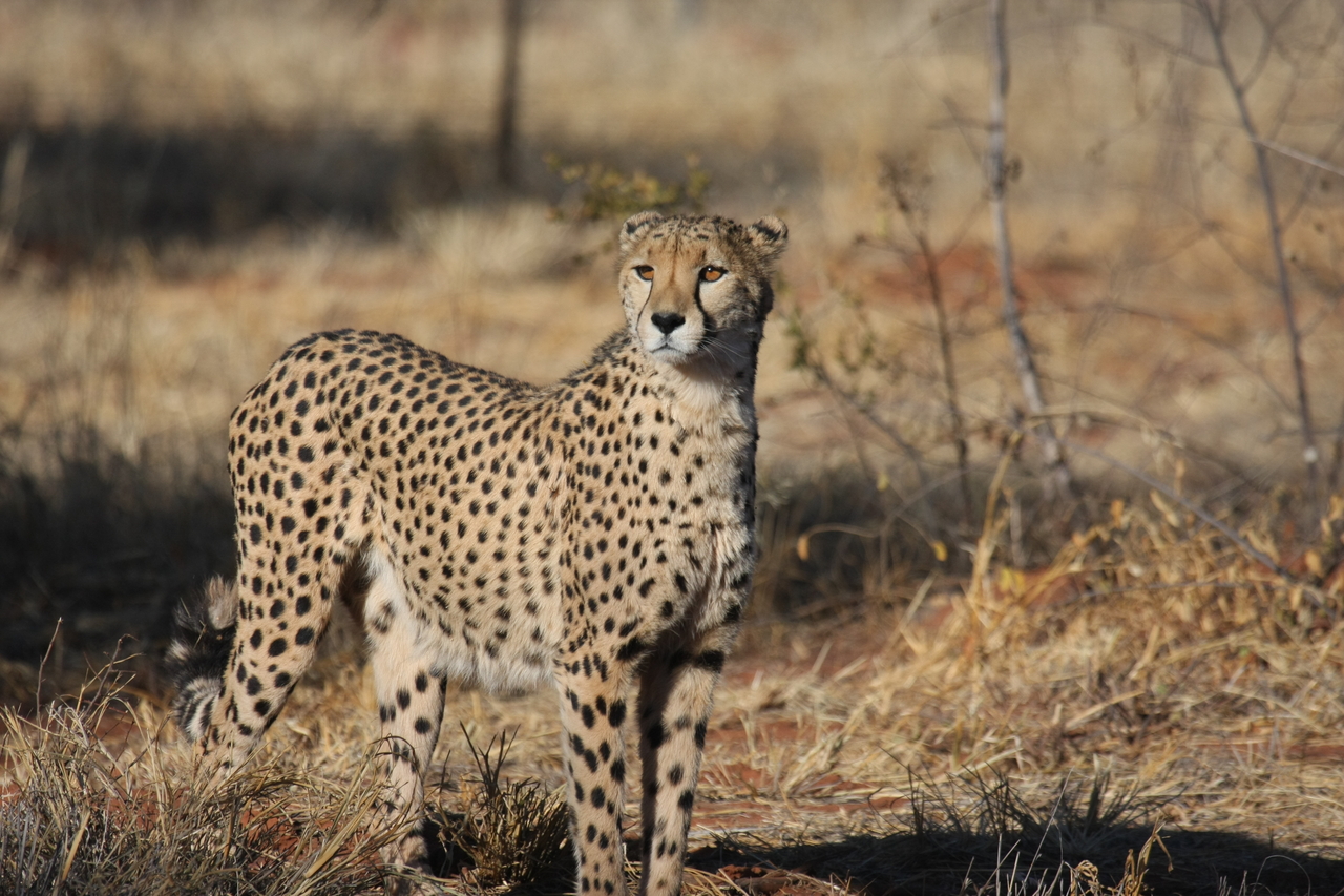 [6412] 2016_06_23_10_49_20_Africa_Canon_EOS_40D_IMG__01220.jpg