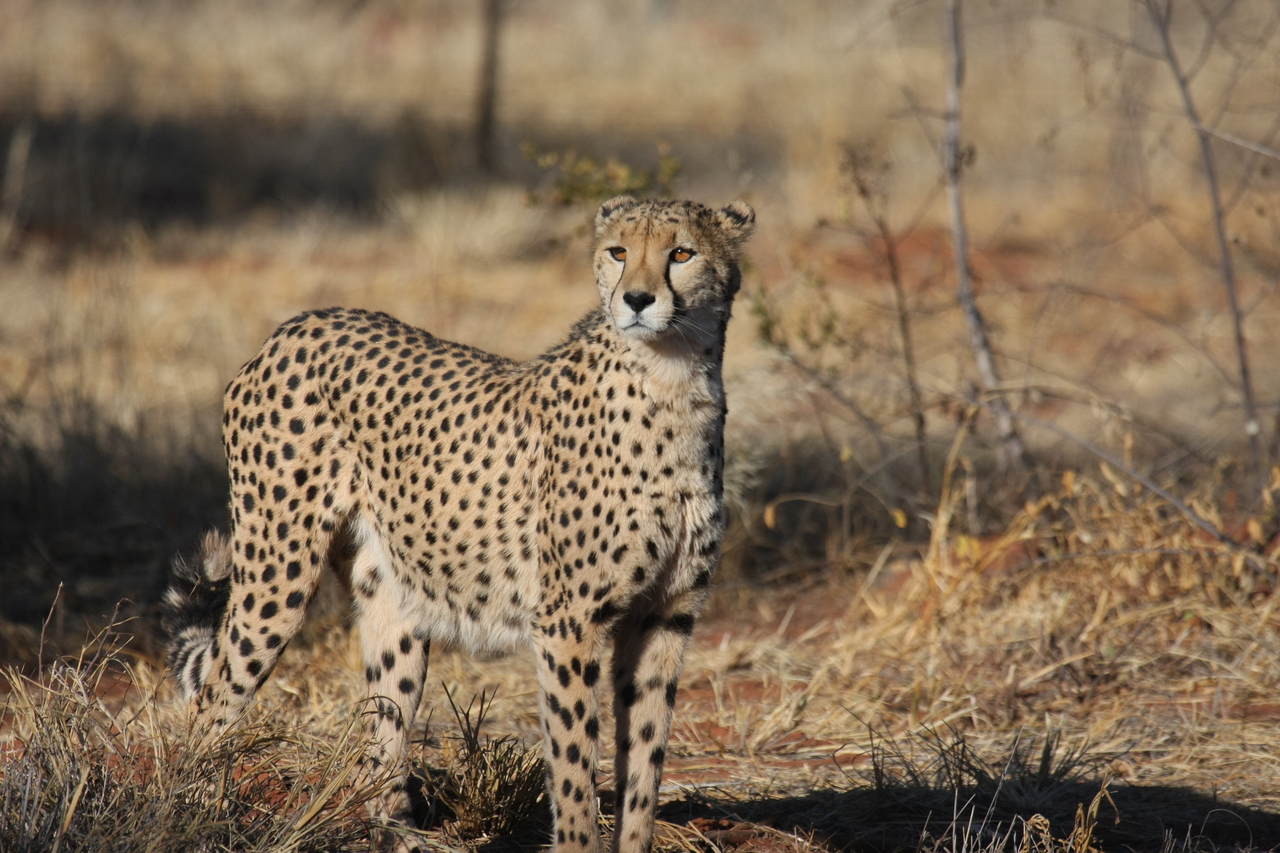 [6421] 2016_06_23_10_49_21_Africa_Canon_EOS_40D_IMG__08669.jpg