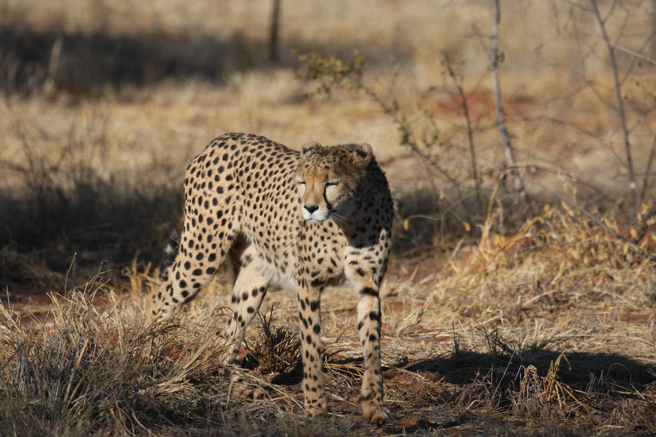 [6422] 2016_06_23_10_49_26_Africa_Canon_EOS_40D_IMG__00389.jpg
