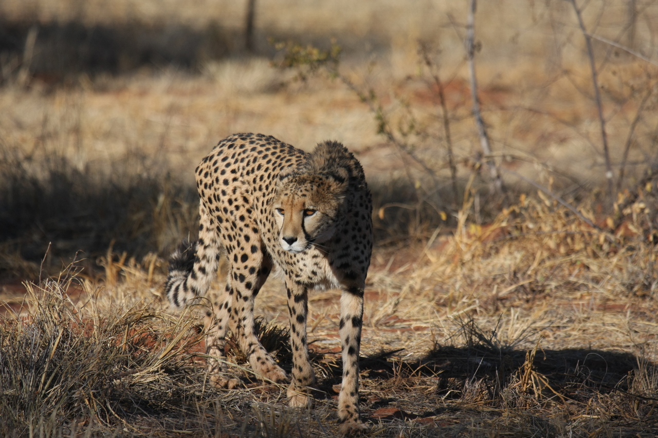 [6426] 2016_06_23_10_49_26_Africa_Canon_EOS_40D_IMG__01224.jpg