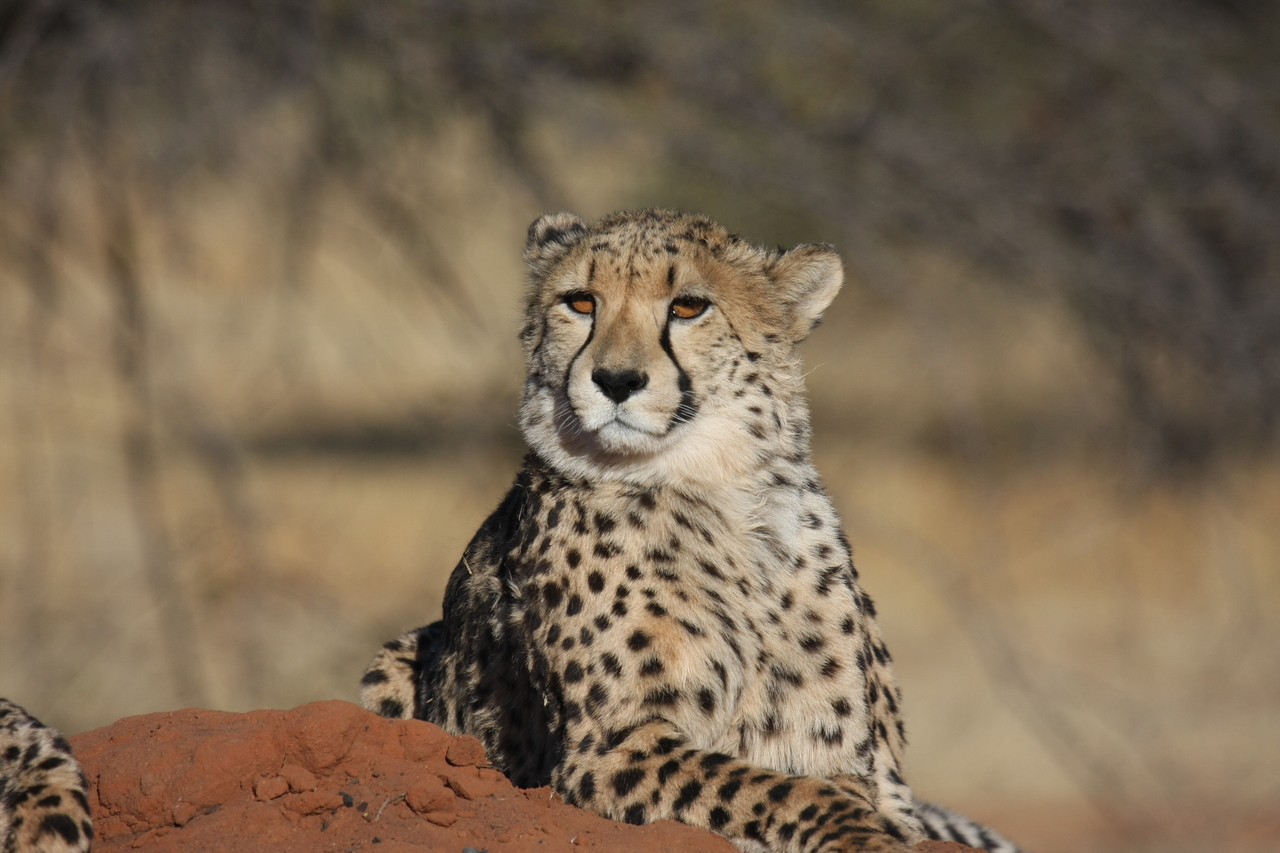 [6461] 2016_06_23_10_53_03_Africa_Canon_EOS_40D_IMG__01236.jpg