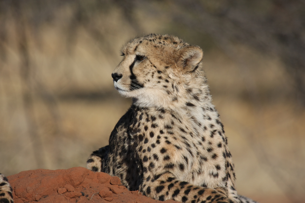 [6464] 2016_06_23_10_53_08_Africa_Canon_EOS_40D_IMG__00403.jpg
