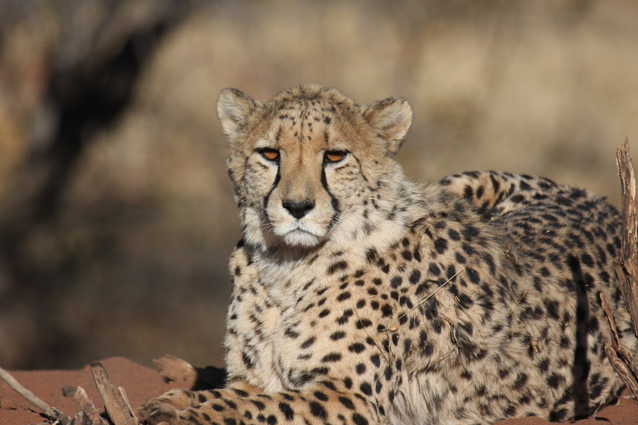 [6475] 2016_06_23_10_53_17_Africa_Canon_EOS_40D_IMG__01241.jpg