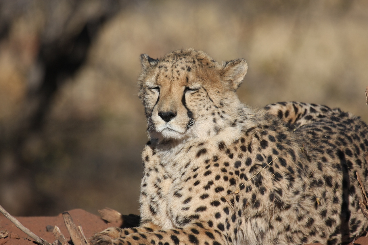 [6476] 2016_06_23_10_53_17_Africa_Canon_EOS_40D_IMG__08686.jpg