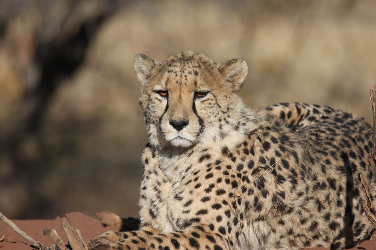 [6477] 2016_06_23_10_53_17_Africa_Canon_EOS_40D_IMG__08687.jpg