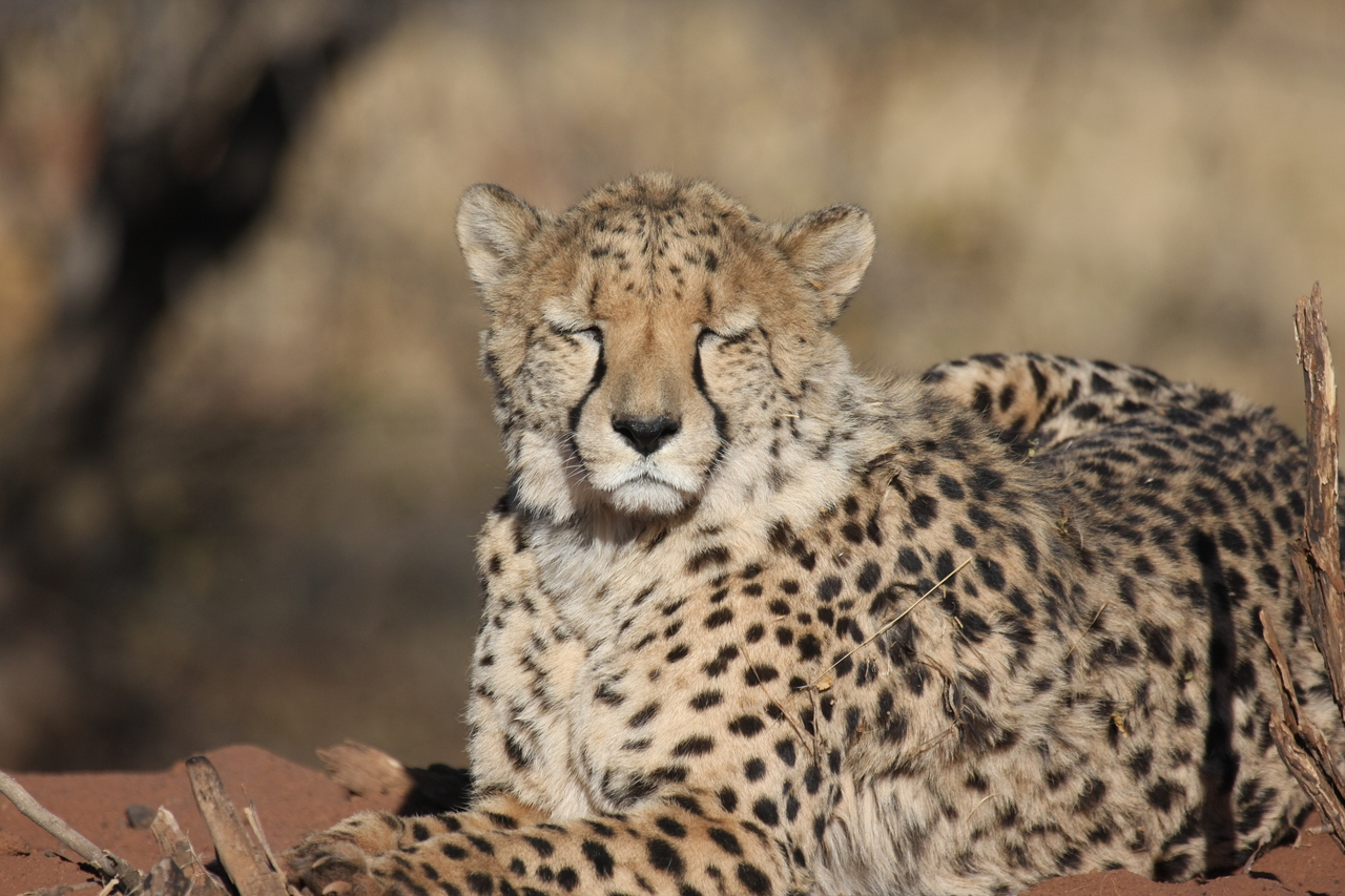 [6483] 2016_06_23_10_53_18_Africa_Canon_EOS_40D_IMG__08689.jpg
