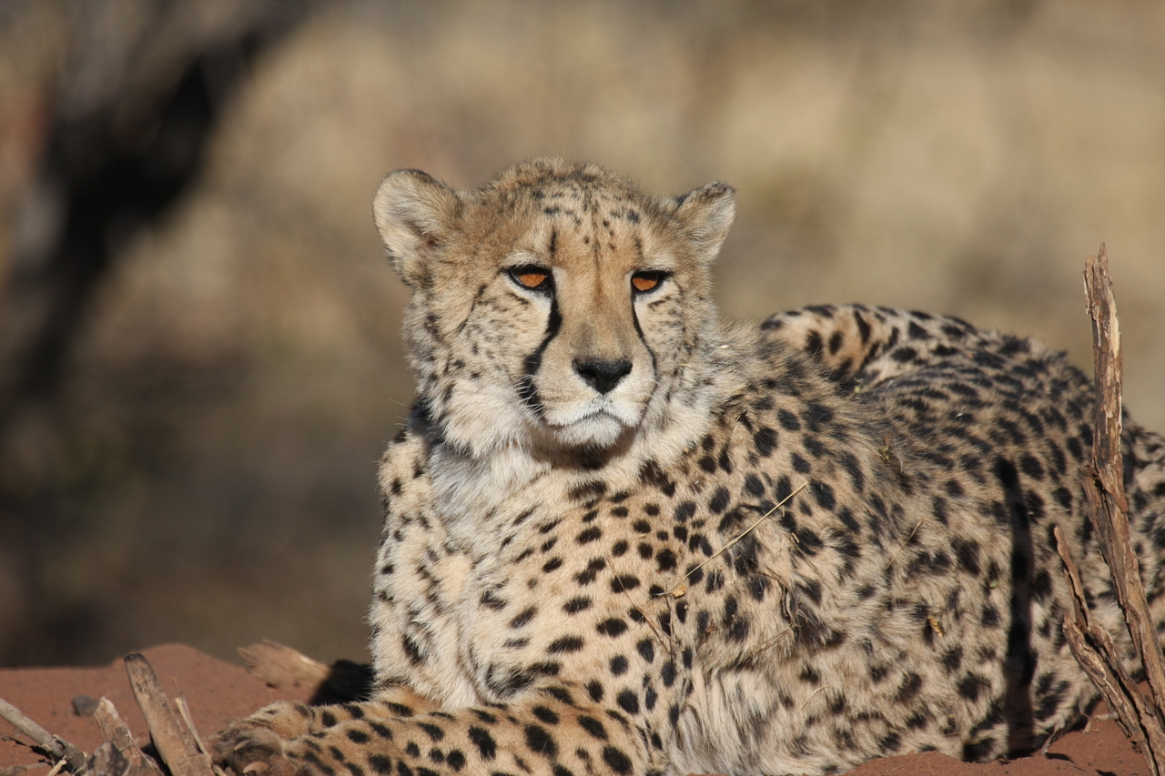 [6484] 2016_06_23_10_53_18_Africa_Canon_EOS_40D_IMG__08690.jpg
