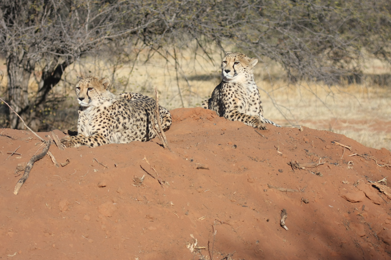 [6485] 2016_06_23_10_53_24_Africa_Canon_EOS_40D_IMG__00410.jpg