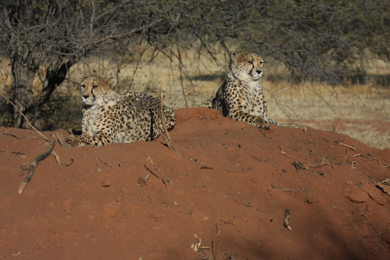[6490] 2016_06_23_10_53_26_Africa_Canon_EOS_40D_IMG__08692.jpg