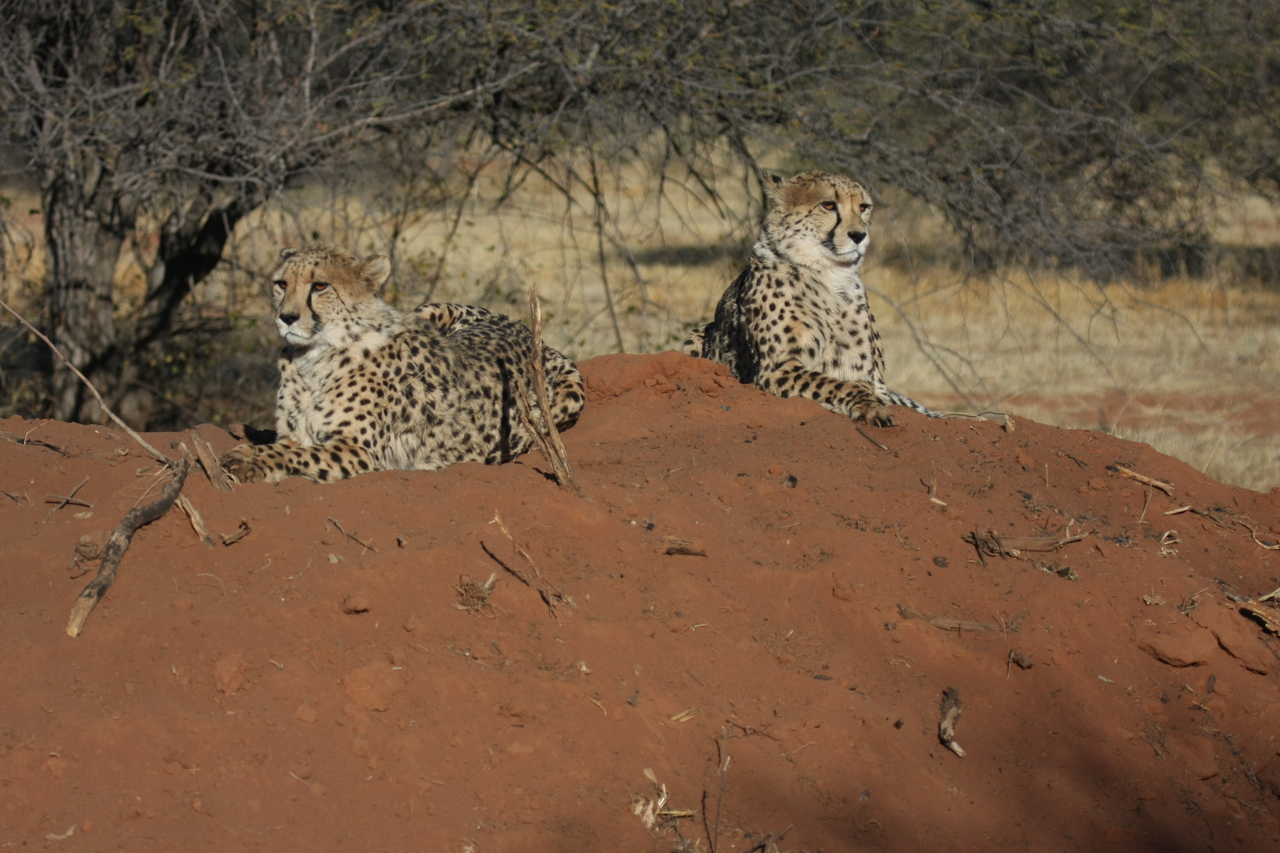 [6491] 2016_06_23_10_53_27_Africa_Canon_EOS_40D_IMG__00412.jpg