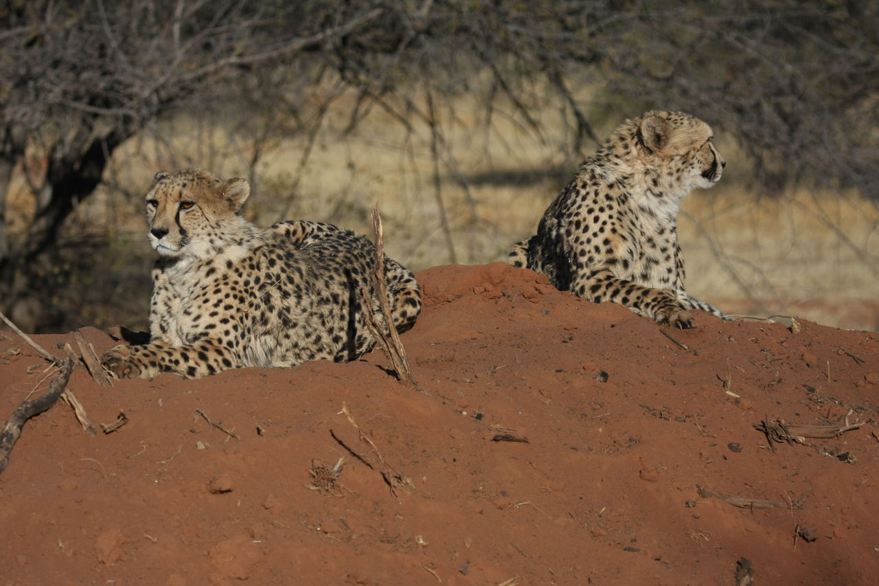 [6498] 2016_06_23_10_53_31_Africa_Canon_EOS_40D_IMG__08694.jpg