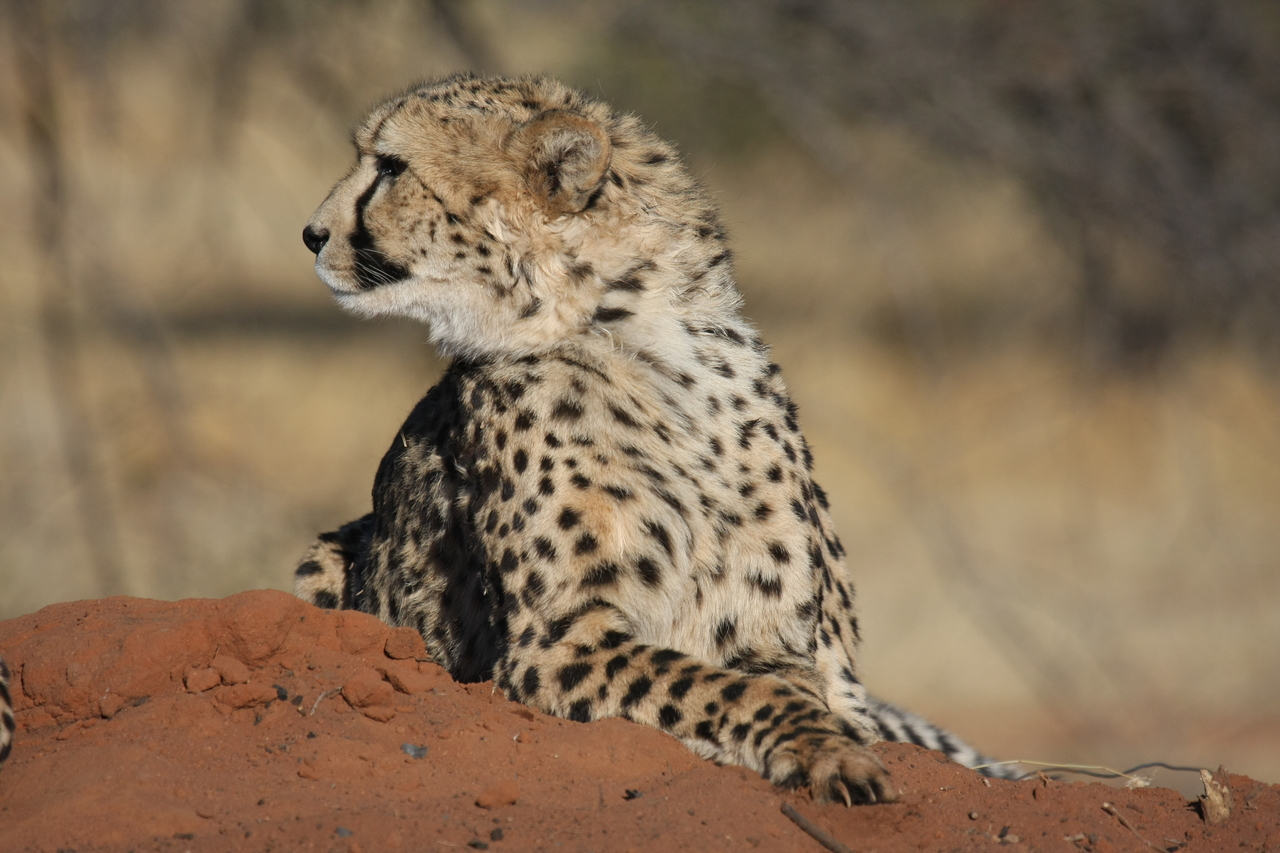 [6543] 2016_06_23_10_54_41_Africa_Canon_EOS_40D_IMG__00428.jpg