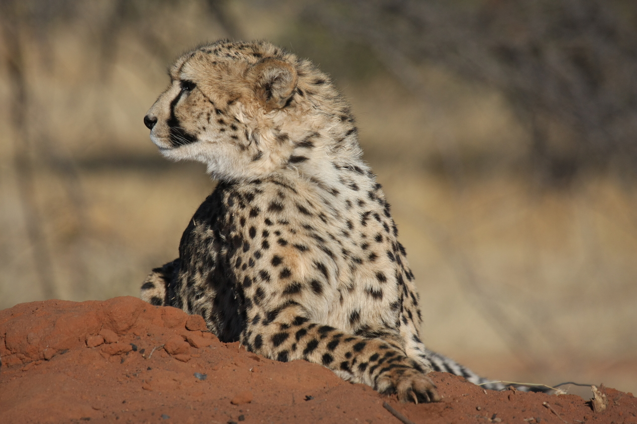 [6546] 2016_06_23_10_54_41_Africa_Canon_EOS_40D_IMG__01263.jpg