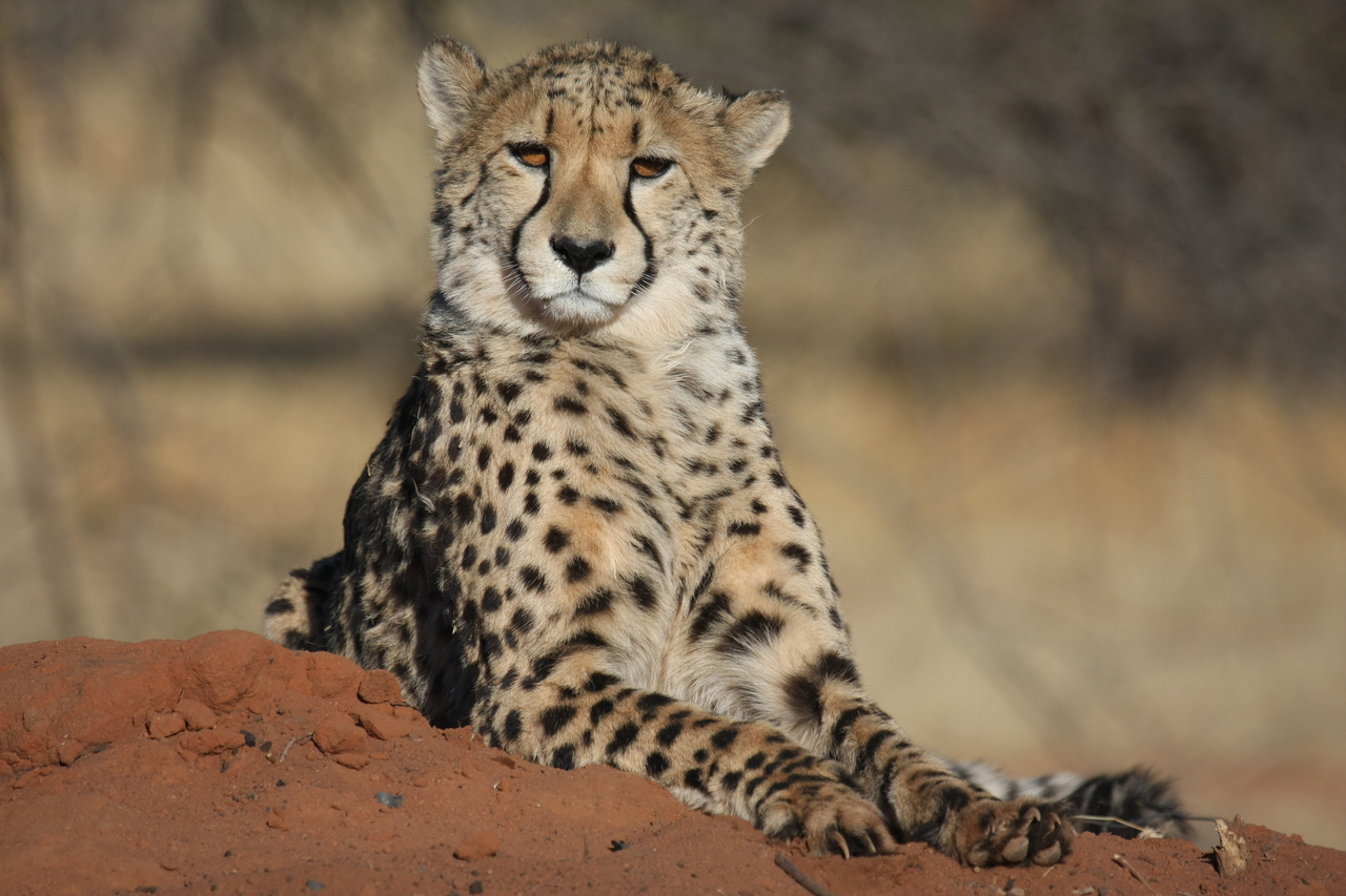 [6557] 2016_06_23_10_54_46_Africa_Canon_EOS_40D_IMG__08713.jpg