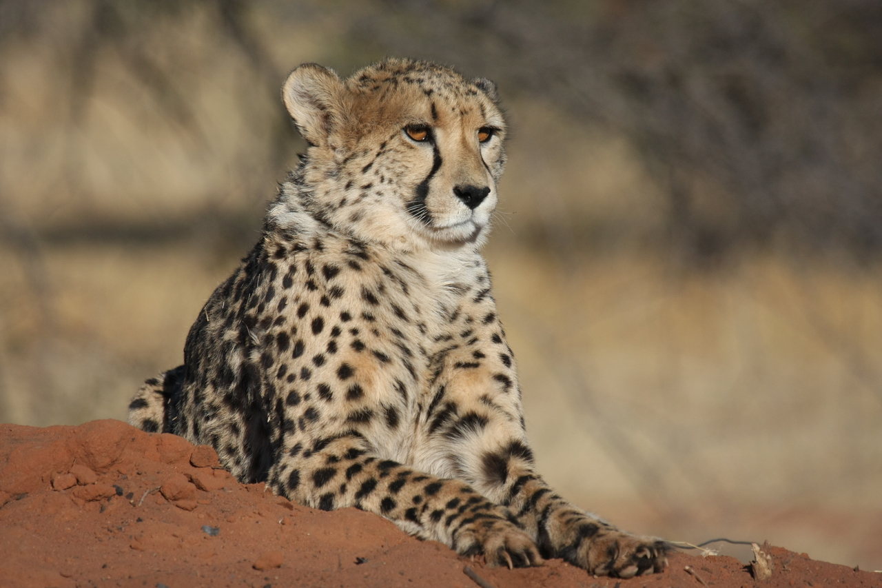 [6568] 2016_06_23_10_54_48_Africa_Canon_EOS_40D_IMG__01270.jpg