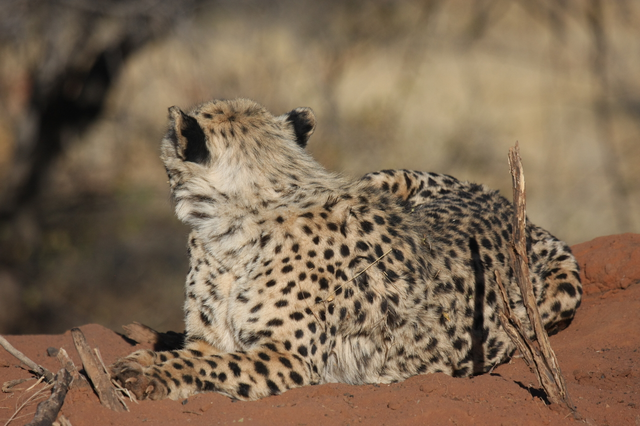 [6583] 2016_06_23_10_54_59_Africa_Canon_EOS_40D_IMG__01274.jpg